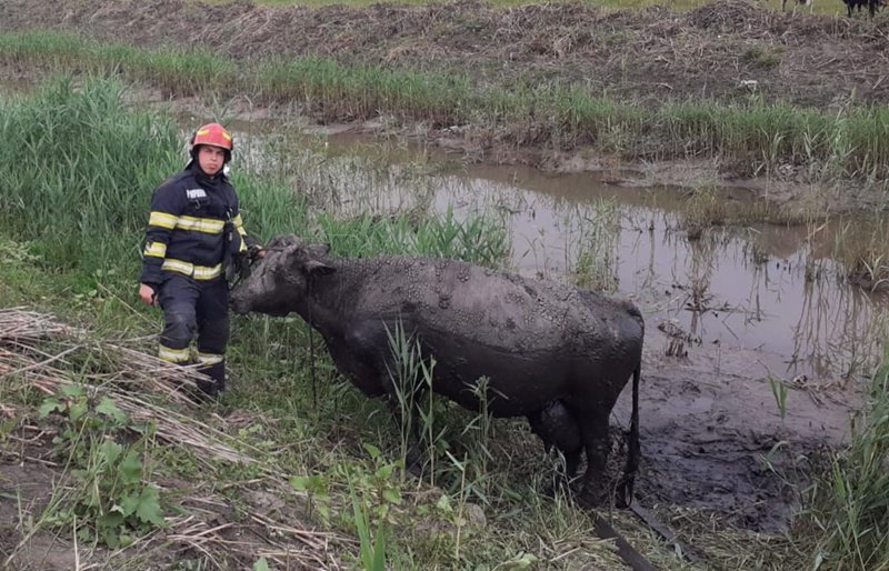 O bovină căzută în râul Bașeu, salvată de pompieri