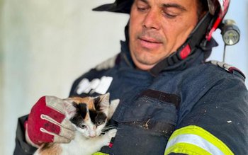 Pui de pisică salvat dintr-un …