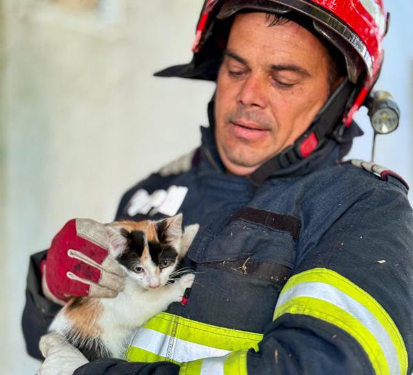Pui de pisică salvat dintr-un copac înalt de aproximativ 12 metri