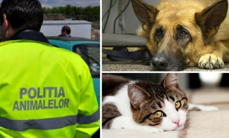 Persoane trimise în judecată pentru schingiuirea și uciderea animalelor