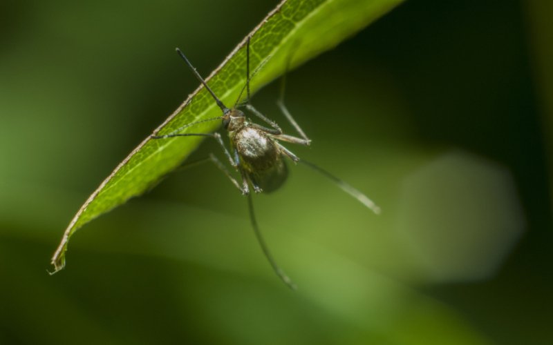 Avertisment pentru turiști. O specie nouă de țânțari, purtători de boli grave, se răspândește în Franța