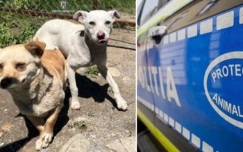 Amendat cu 12.000 de lei …