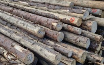 Material lemnos confiscat de către …