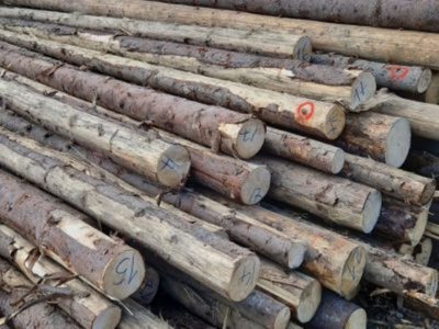 Material lemnos confiscat de către …