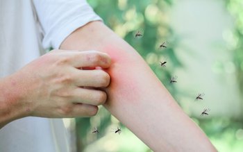 Cum să tratăm mușcăturile de …