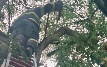 Pisică salvată dintr-un copac de …