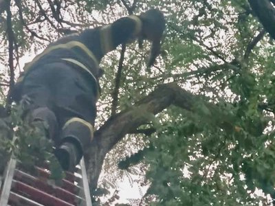 Pisică salvată dintr-un copac de …