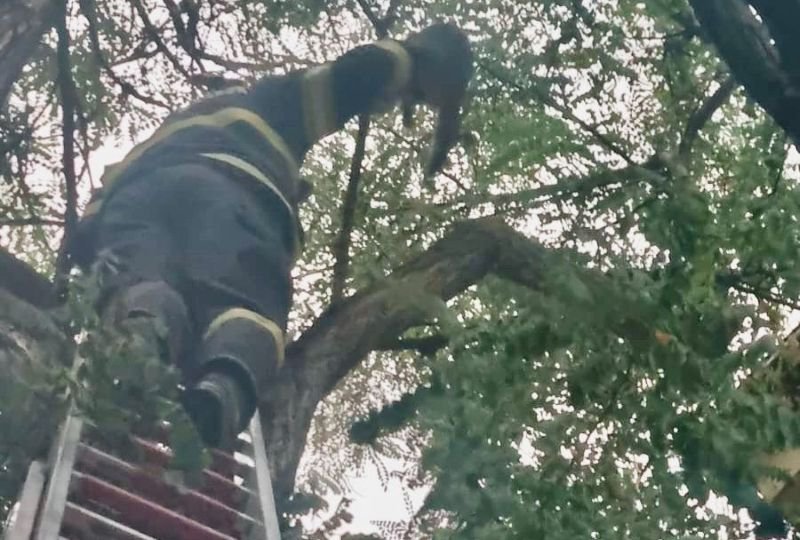 Pisică salvată dintr-un copac de pompierii botoșăneni