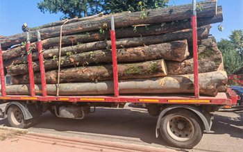 Peste opt metri cubi de …