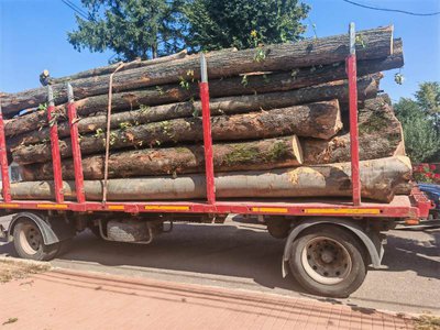Peste opt metri cubi de …