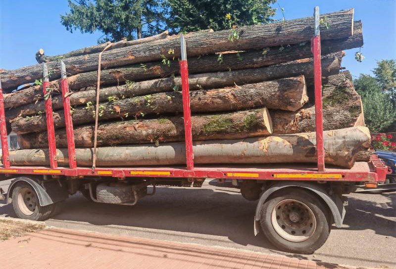 Peste opt metri cubi de material lemnos confiscat și autoutilitară indisponibilizată de către polițiști