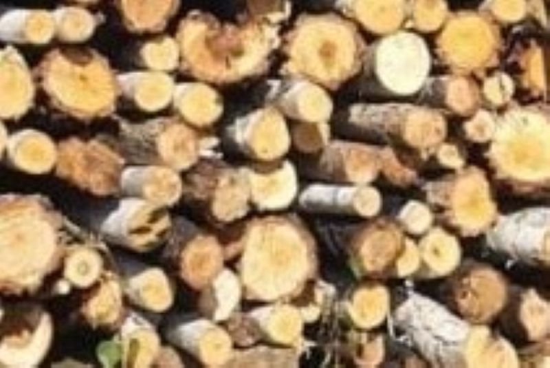 Cinci metri cubi de material lemnos confiscat de către polițiști la Mihăileni