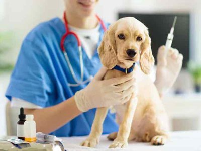 Direcția Sanitar Veterinară Botoșani demarează …