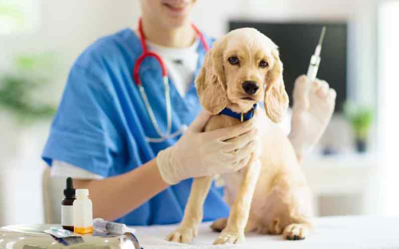 Direcția Sanitar Veterinară Botoșani demarează campania de vaccinare antirabică a câinilor și pisicilor!