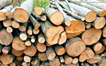 Material lemnos confiscat de către …