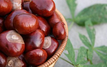 Castanele, leac pentru hemorizi