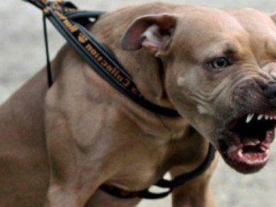 Proprietarul unui câine periculos, sancționat …