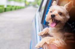 Obligatoriu pentru șoferii care dețin …