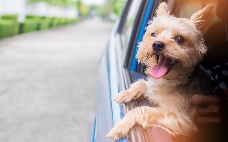 Obligatoriu pentru șoferii care dețin animale de companie. Regulă pentru transportul acestora. Ce trebuie să dețineți neapărat