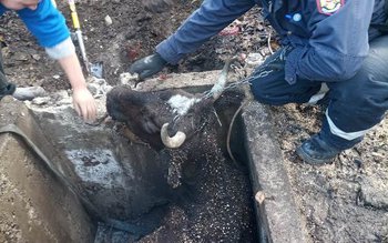 Intervenție contra timp a pompierilor …