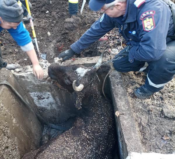 Intervenție contra timp a pompierilor botoșăneni: au eliberat o bovină căzută într-o groapă de doi metri