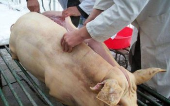 ANSVSA reamintește regulile privind comerțul …