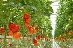 Serele și solariile vor fi …