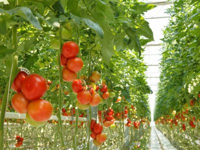 Serele și solariile vor fi …