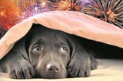 Cum protejăm câinii și pisicile …