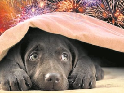 Cum protejăm câinii și pisicile …