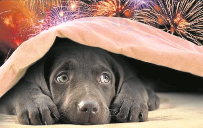 Cum protejăm câinii și pisicile în noaptea de Revelion. Artificiile și animalele de companie