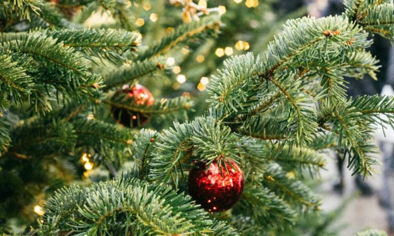 Ce să faci ca să nu ți se usuce bradul de Crăciun. Secretele care îl mențin verde până după sărbători