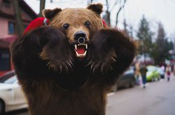 Festivalul de Datini și Obiceiuri …