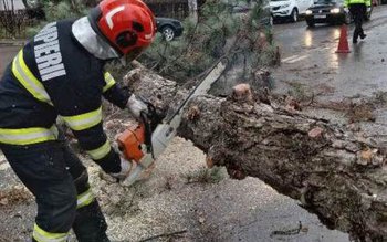 Copaci doborâți de vânt în …