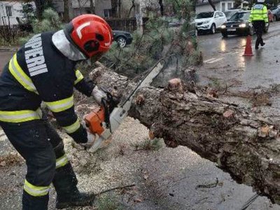 Copaci doborâți de vânt în …