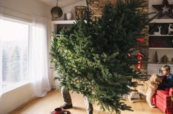 Când trebuie despodobit bradul de …