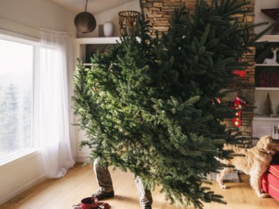 Când trebuie despodobit bradul de …