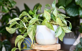 Planta care curăță aerul poluat …