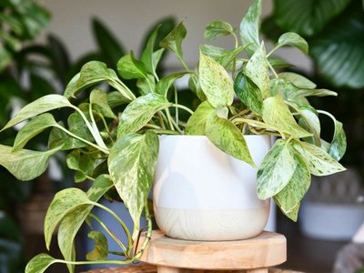 Planta care curăță aerul poluat …