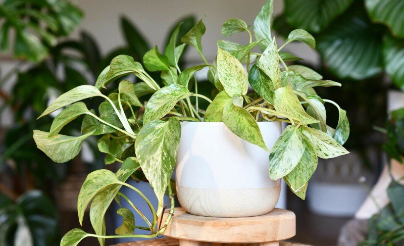 Planta care curăță aerul poluat din casă