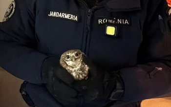 Un botoșănean a solicitat sprijinul …