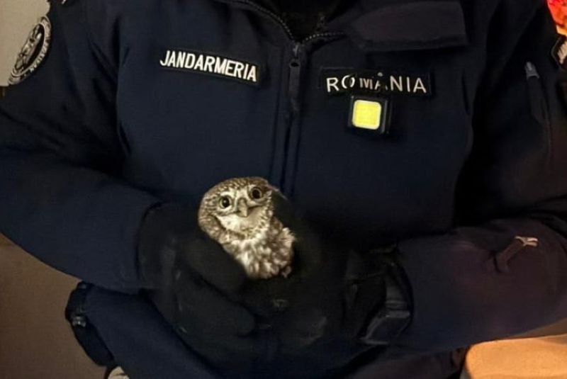 Un botoșănean a solicitat sprijinul jandarmilor după ce o bufniță a intrat în bucătăria acestuia