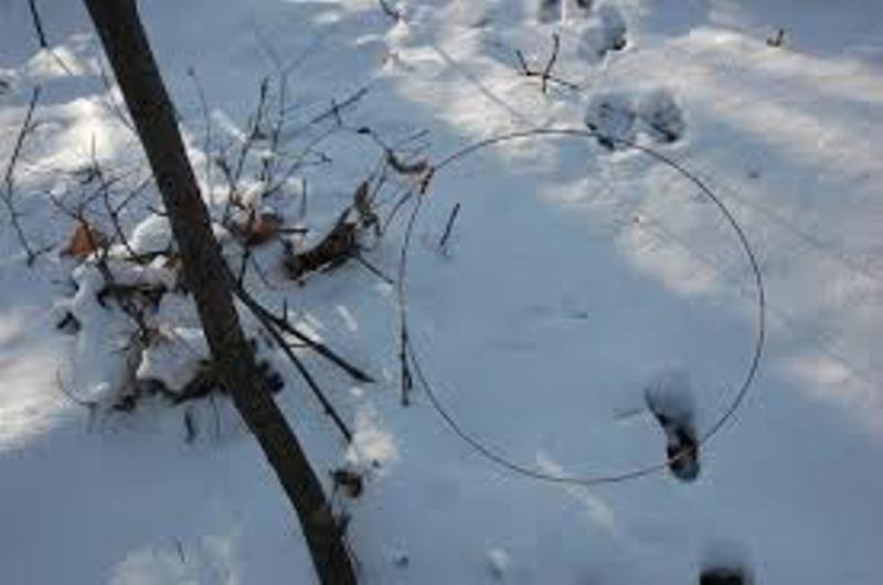 Bărbat reținut pentru braconaj cinegetic și transportul vânatului