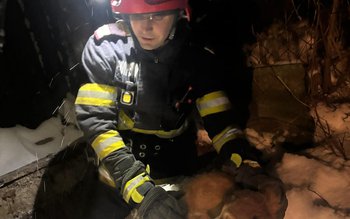 Cățel salvat de pompieri dintr-o …