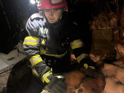 Cățel salvat de pompieri dintr-o …