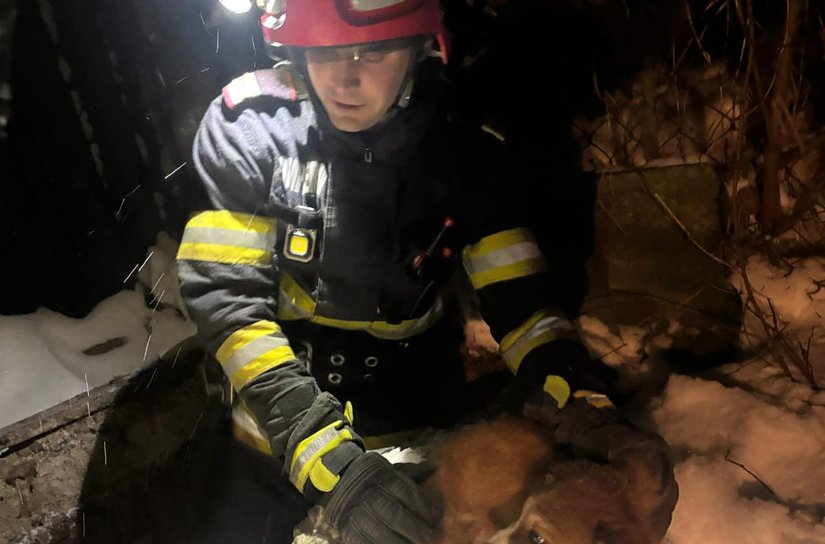 Cățel salvat de pompieri dintr-o fosă dezafectată de aproape doi metri
