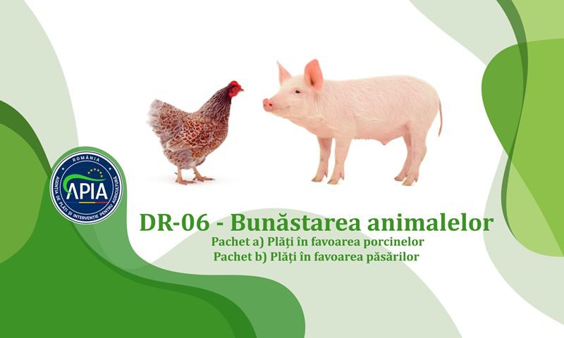 APIA primește cereri de plată pentru Intervenția DR-06 - Bunăstarea animalelor in cadrul Planului Strategic PAC 2023—2027, campania 2026