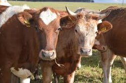 Termen-limită pentru depunerea deconturilor justificative …