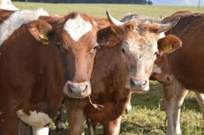 Termen-limită pentru depunerea deconturilor justificative aferente eco-schemelor zootehnice – Campania 2025