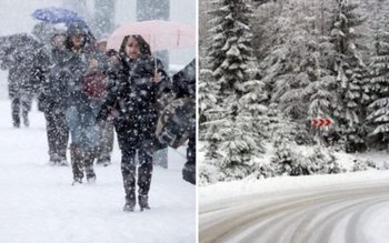 Cod Galben de ger pentru …